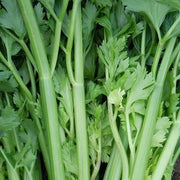 Celery Tall Utah Seeds - Vegetable Plant For Home Gardens