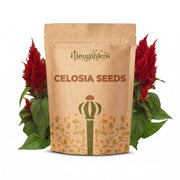 Celosia Seeds – Celosia argentea