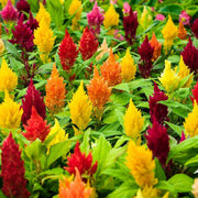 Mixed Wildflower Mix Celosia Argentea Seeds