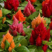 Mixed Wildflower Mix Celosia Argentea Seeds