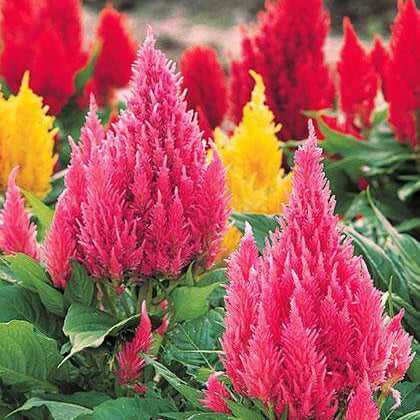 Mixed Wildflower Mix Celosia Argentea Seeds