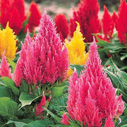Mixed Wildflower Mix Celosia Argentea Seeds