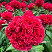 Chief Persimmon Celosia Seeds