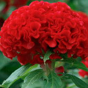 Chief Persimmon Celosia Seeds