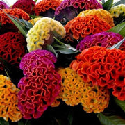 Heirloom Celosia Seeds