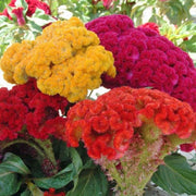 Heirloom Celosia Seeds