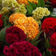 Long Bloom Season Celosia Seeds