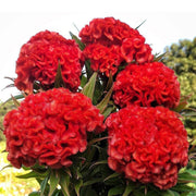 Chief Persimmon Celosia Seeds