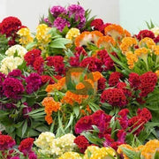 Heirloom Celosia Seeds