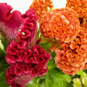 Long Bloom Season Celosia Seeds