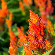 Orange Celosia Seeds