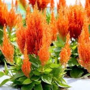 Orange Celosia Seeds
