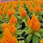 Orange Celosia Seeds