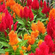 Orange Celosia Seeds