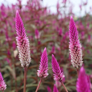 Purple Celosia Spicata Seeds