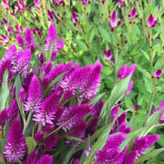 Purple Celosia Spicata Seeds