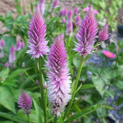 Purple Celosia Spicata Seeds