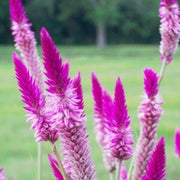 Purple Celosia Spicata Seeds