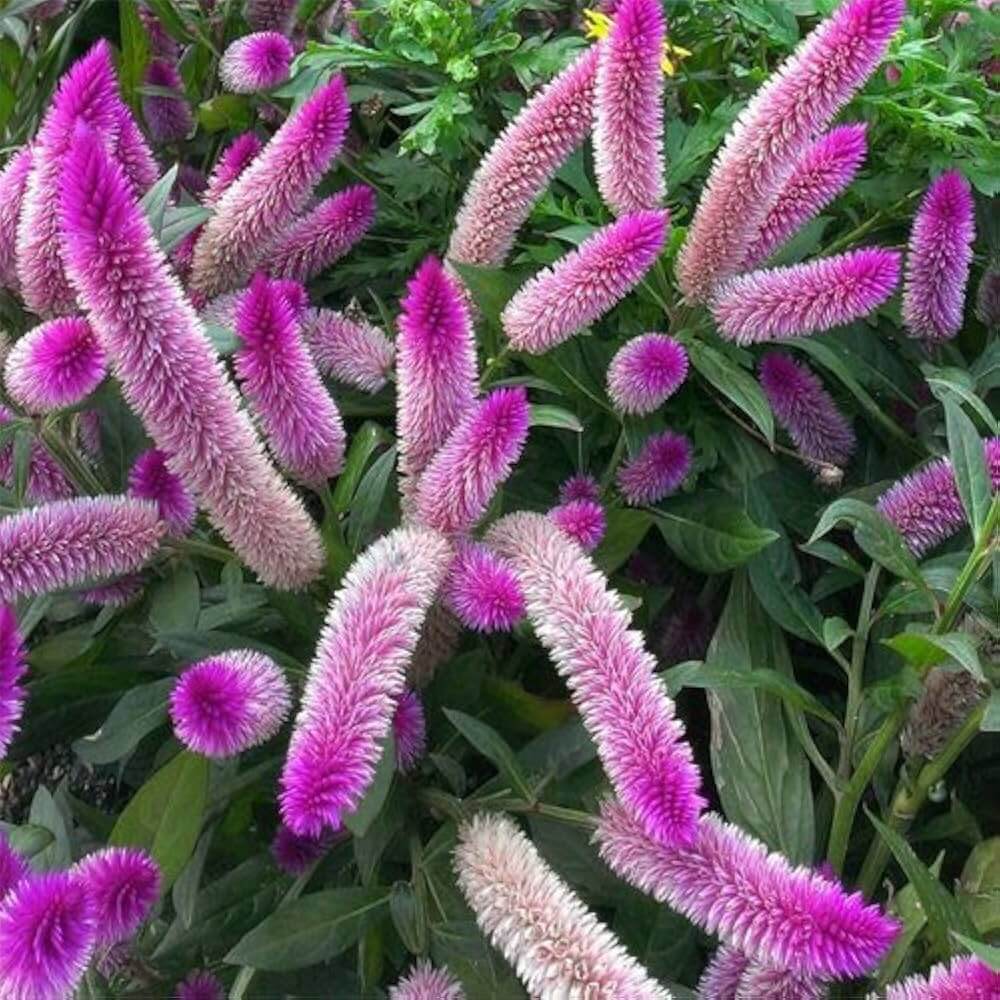 Shade Tolerant Celosia Spicata Seeds