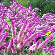 Shade Tolerant Celosia Spicata Seeds