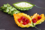 Jamaican Cerasee Seeds