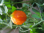 Jamaican Cerasee Seeds