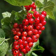 Cereum Berry Seeds