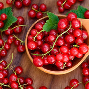 Cereum Berry Seeds