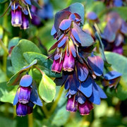 Blue Shrimp Cerinthe Seeds