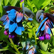 Blue Shrimp Cerinthe Seeds