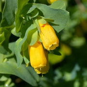 Yellow Cerinthe Seeds
