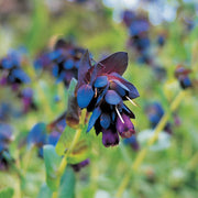 Blue Shrimp Cerinthe Seeds