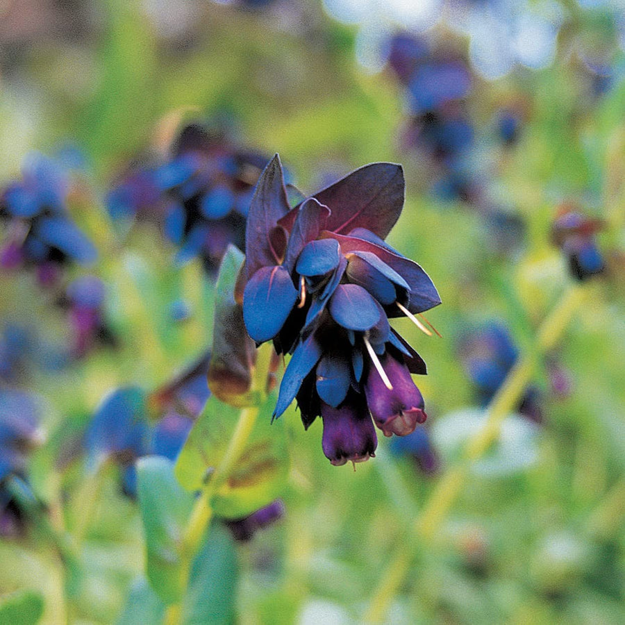 Blue Shrimp Cerinthe Seeds