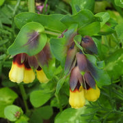 Yellow Cerinthe Seeds