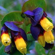Yellow Cerinthe Seeds
