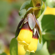 Yellow Cerinthe Seeds
