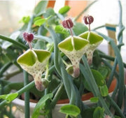 Ceropegia Seeds - Herbal Seeds