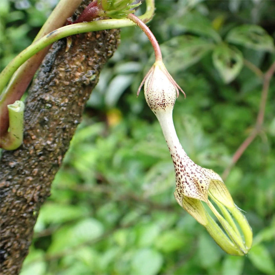 Ceropegia Seeds - Herbal Seeds
