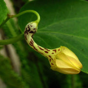 Ceropegia Seeds - Herbal Seeds