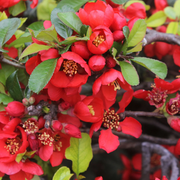 Japanese Quince Chaenomeles Japonica Seeds