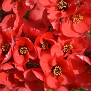 Japanese Quince Chaenomeles Japonica Seeds