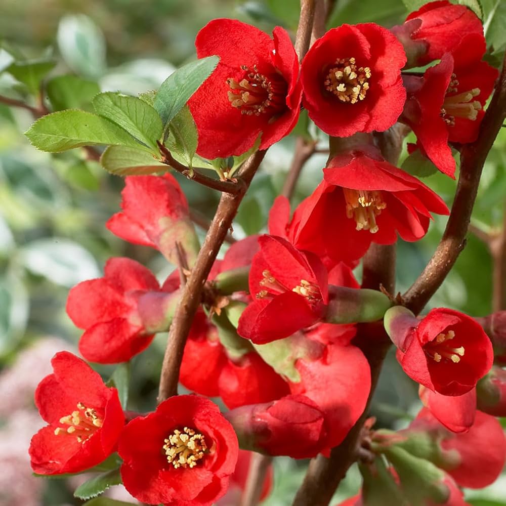 Japanese Quince Chaenomeles Japonica Seeds