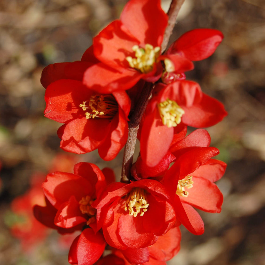 Quince Chaenomeles Speciosa Seeds