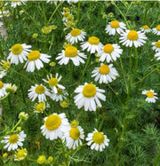 Bodegold Chamomile Seeds, Herbal