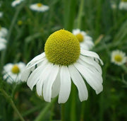 Bodegold Chamomile Seeds, Herbal