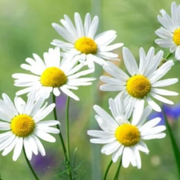 German Chamomile Chamomile Seeds