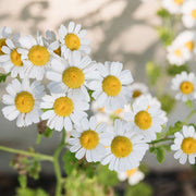 German Chamomile Chamomile Seeds