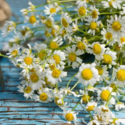 Roman Chamomile Seeds, Herbal