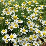 Bodegold Chamomile Seeds, Herbal