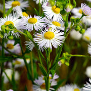 Chamomile Seeds - All In One For Home Gardens
